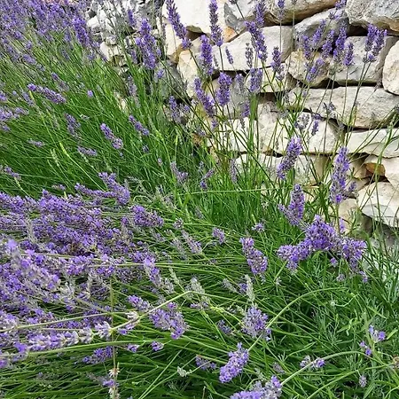 Prázdninový dům Frane Near Krka Waterfalls & Sibenik